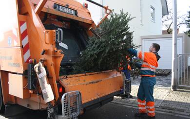 Abfallwirtschaft holt die Weihnachtsbäume ab 