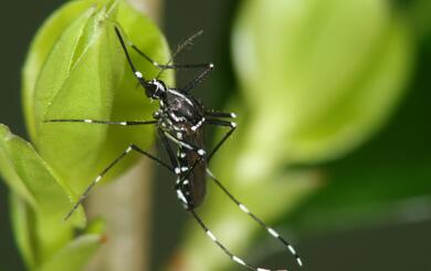 Asiatischen Tigermücken (Aedes albopictus) 