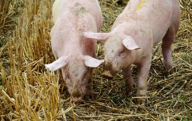 Es ist sehr wichtig, dass alle Schweinehalter – auch die Halter von Minipigs und Wildschweinen – ihre Haltung beim Veterinärdienst anzeigen, sofern noch nicht geschehen.