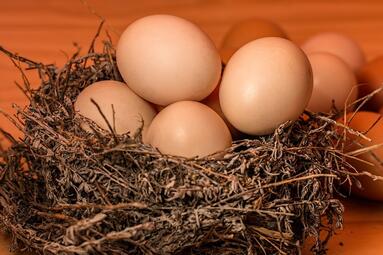 Vergrößerte Ansicht von Eier im Nest