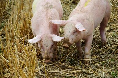 Vergrößerte Ansicht von Es ist sehr wichtig, dass alle Schweinehalter – auch die Halter von Minipigs und Wildschweinen – ihre Haltung beim Veterinärdienst anzeigen, sofern noch nicht geschehen.