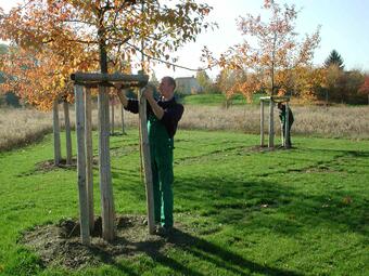 Vergrößerte Ansicht von Baumpflanzung: Ein Mann in einem Park greift an die Holzkonstruktion, mit der ein frisch gepflanzter Baum gestützt wird.