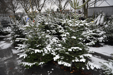 Vergrößerte Ansicht von Christbaummarkt