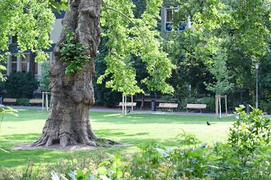 Vergrößerte Ansicht von Lauergarten: Alter Baum mit dickem Stamm, Wiese, im Hintergrund Bänke an einem Weg