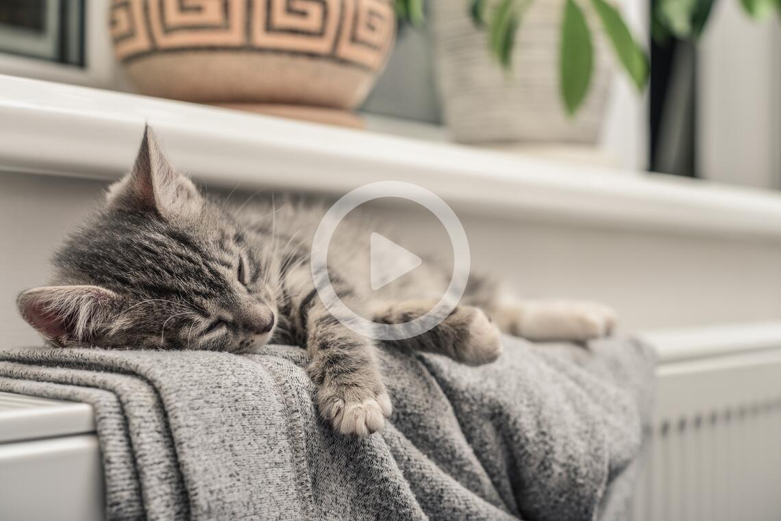 Katze auf Heizung liegend