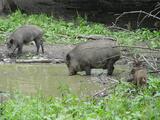 Wildschweine im Wildpark Josefslust bei Sigmaringen